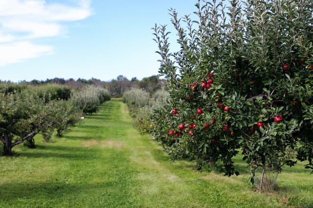 Large-area, wireless monitoring and agricultural systems management for orchards for reducing labor and equipment Large-area, wireless monitoring and agricultural systems management for orchards for reducing labor and equipment